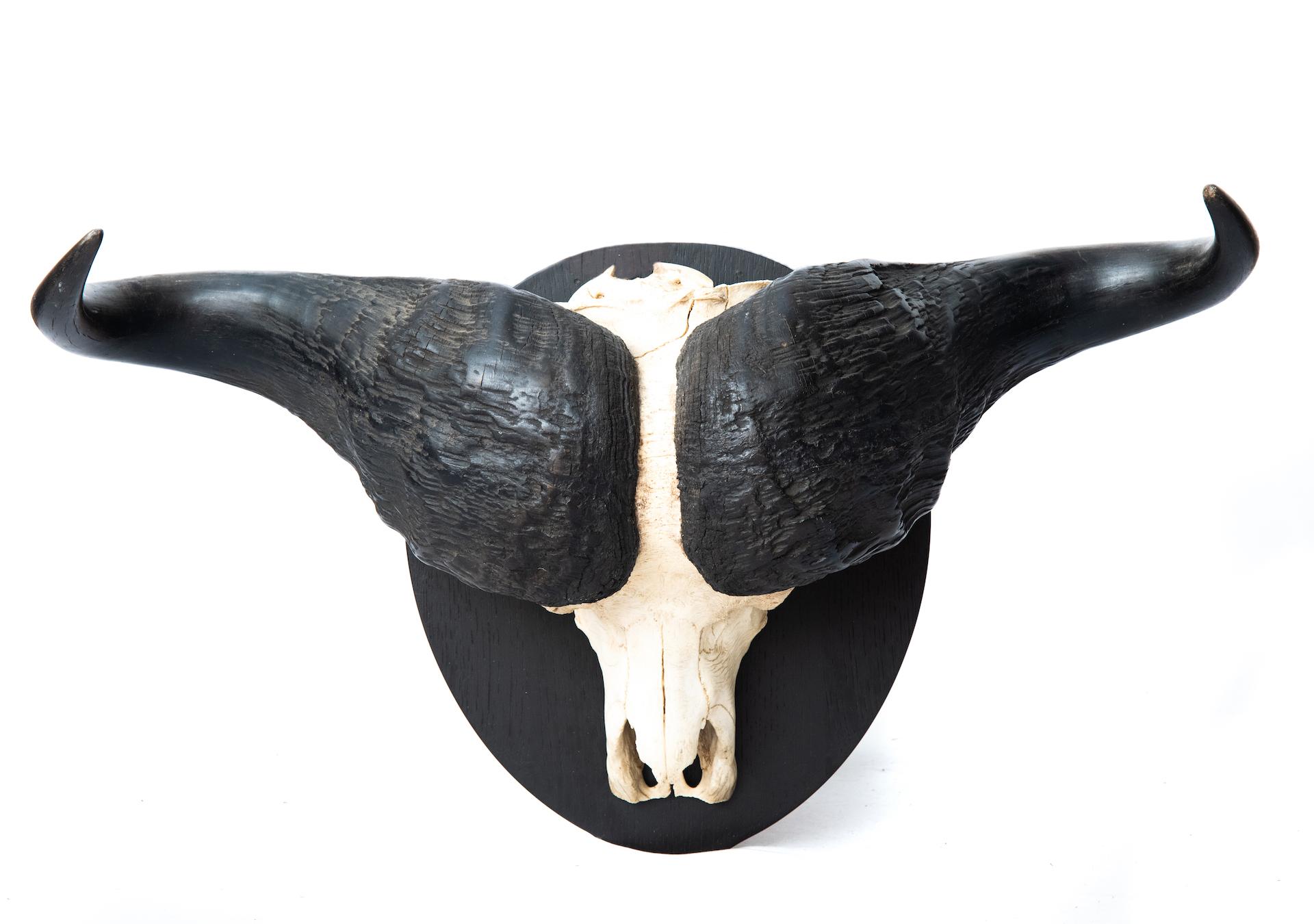 Huge and most impressive premium grade Cape buffalo taxidermy mount with undamaged full skull. The custom ebonized plaque is new and is outfitted with an aluminum cleat system to insure secure hanging.