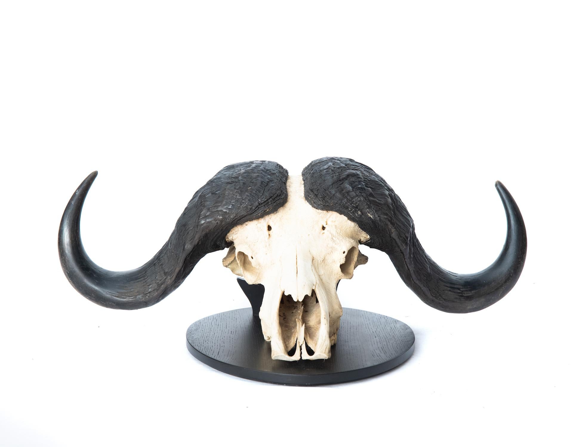 cape buffalo skull mount