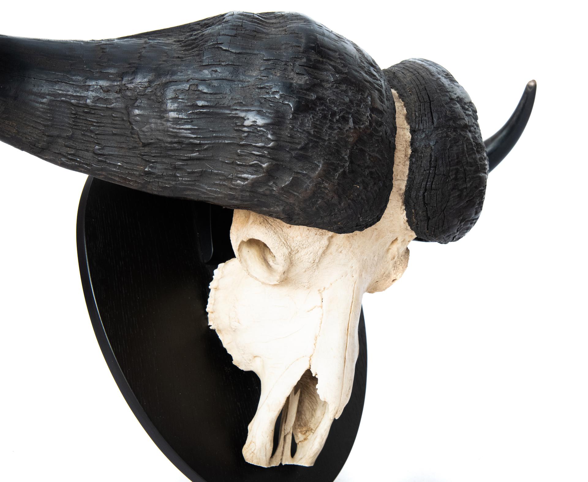 cape buffalo horns for sale