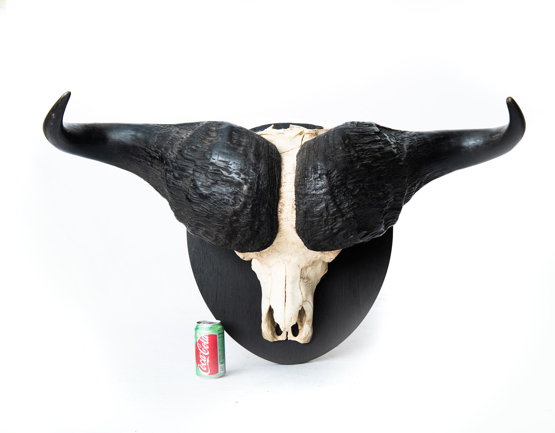 20th Century African Cape Buffalo Mount / Taxidermy with Full Skull & Horns Mounted on Plaque For Sale