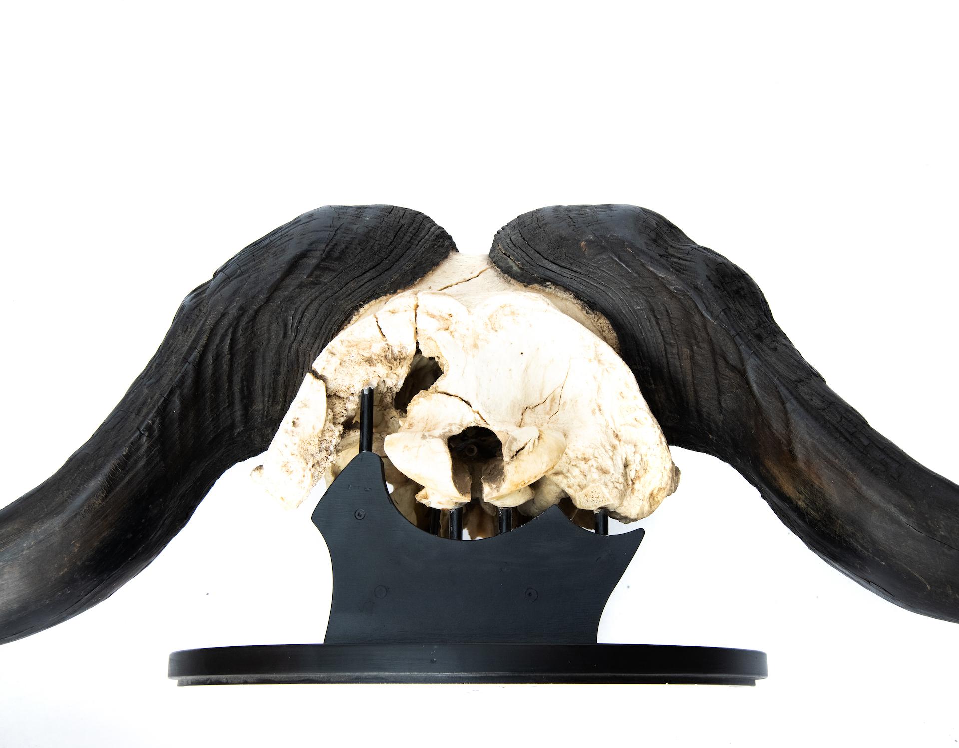 Bone African Cape Buffalo Mount / Taxidermy with Full Skull & Horns Mounted on Plaque For Sale
