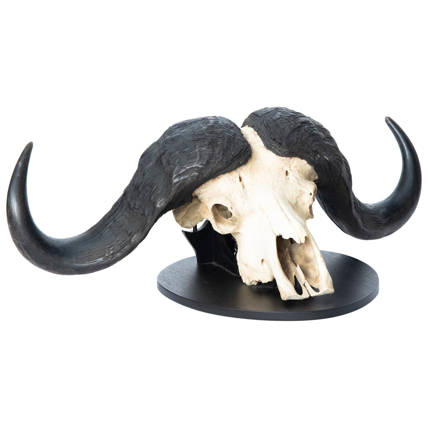 African Cape Buffalo Mount / Taxidermy with Full Skull & Horns Mounted on Plaque For Sale