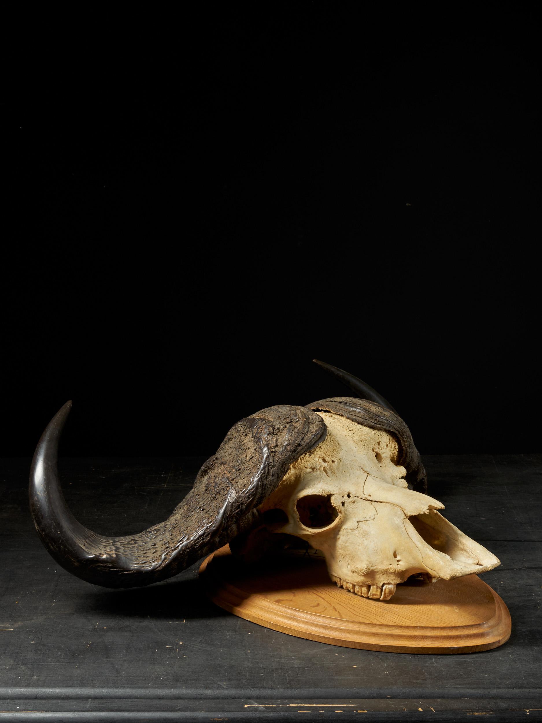 A majestic skull of an African cape buffalo with black horns. The skull is attached to a wooden plate and can be hung up on a wall.