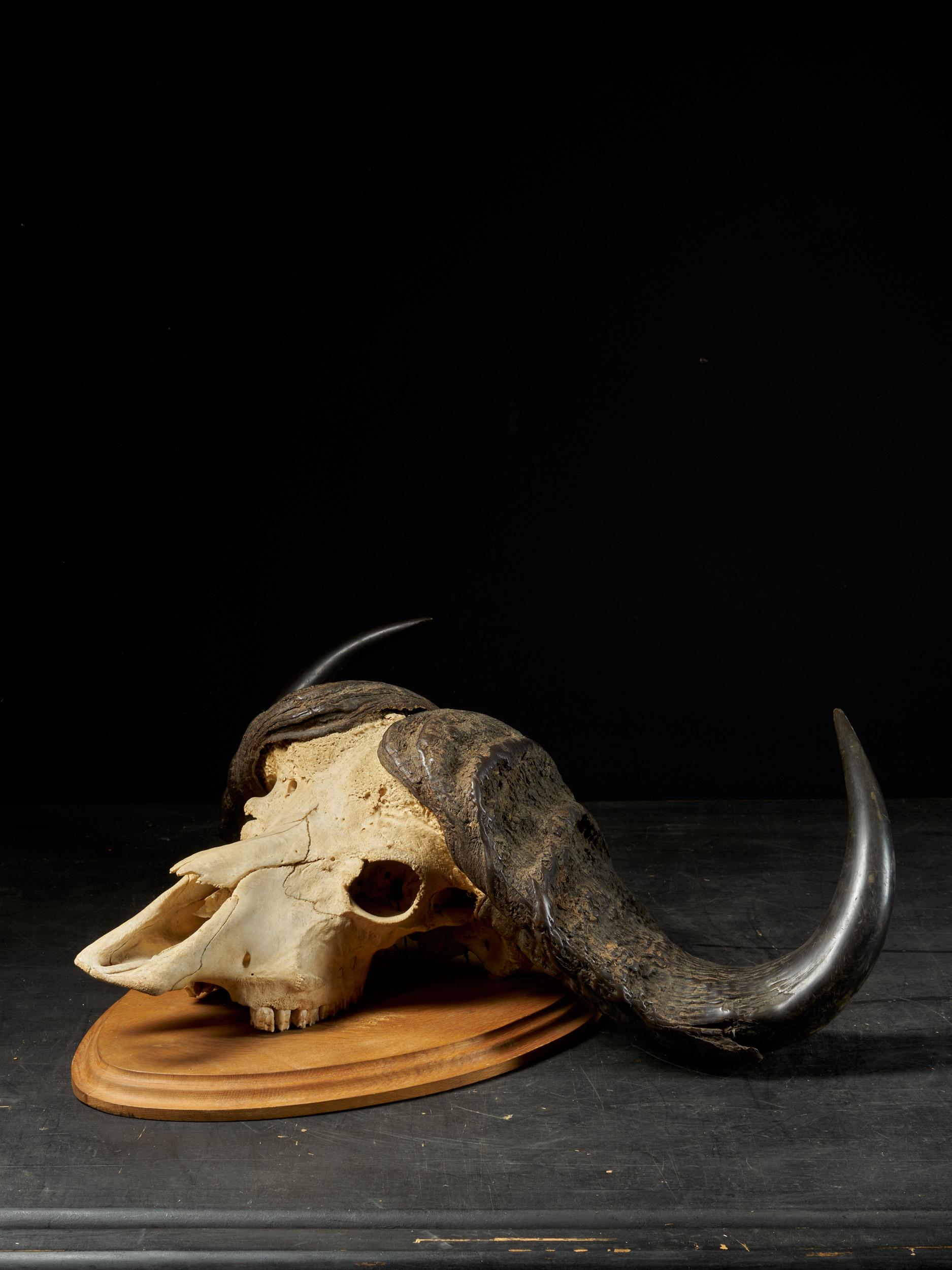 african buffalo skull