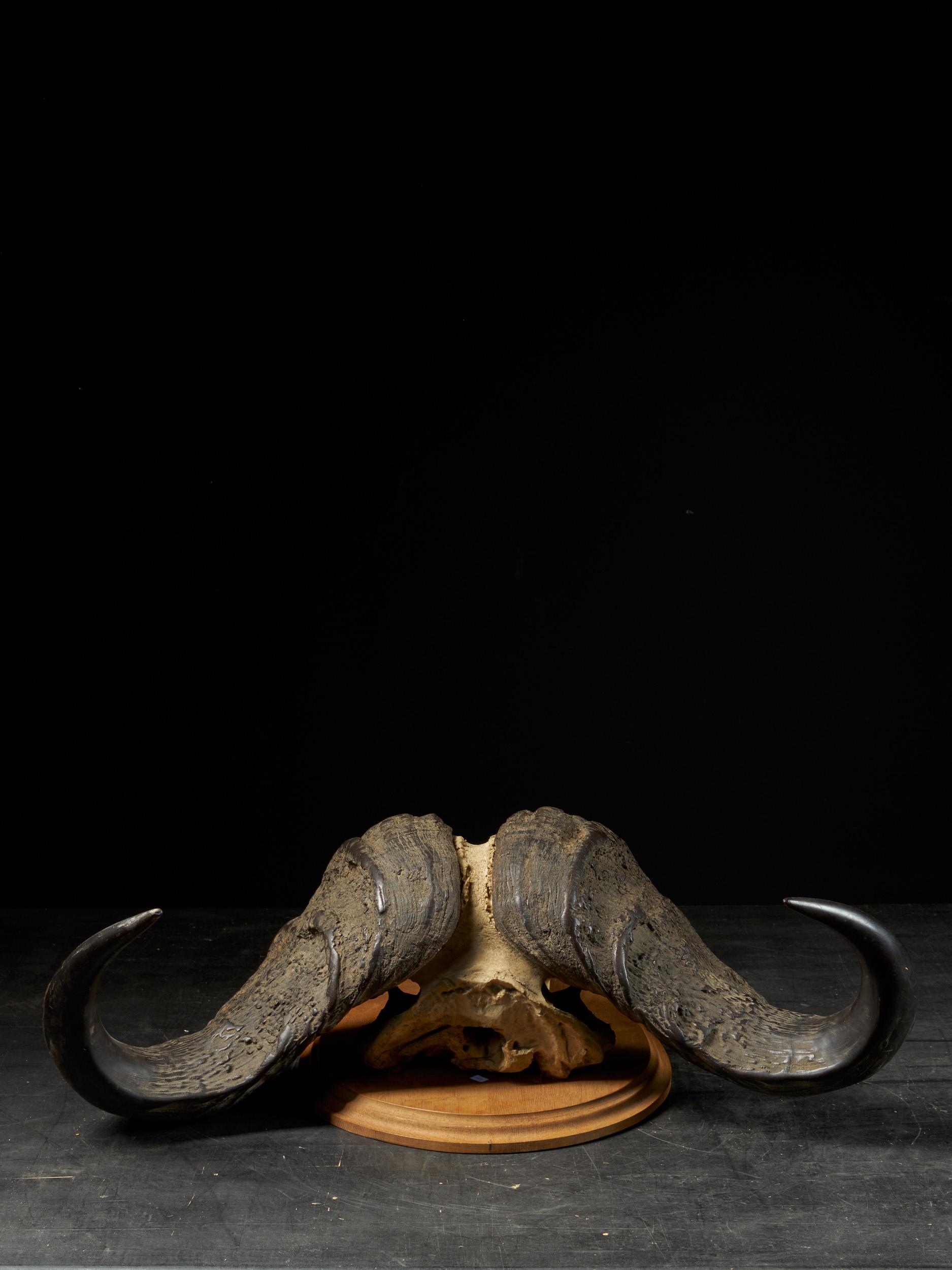 cape buffalo horns