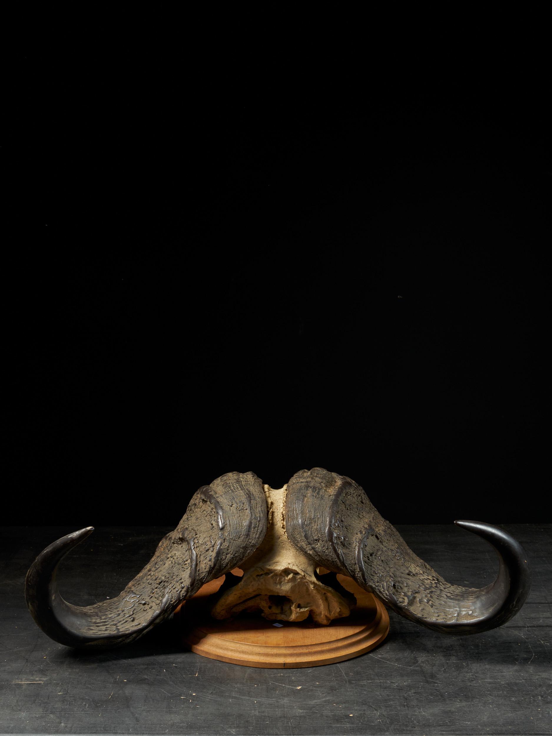 african buffalo skull
