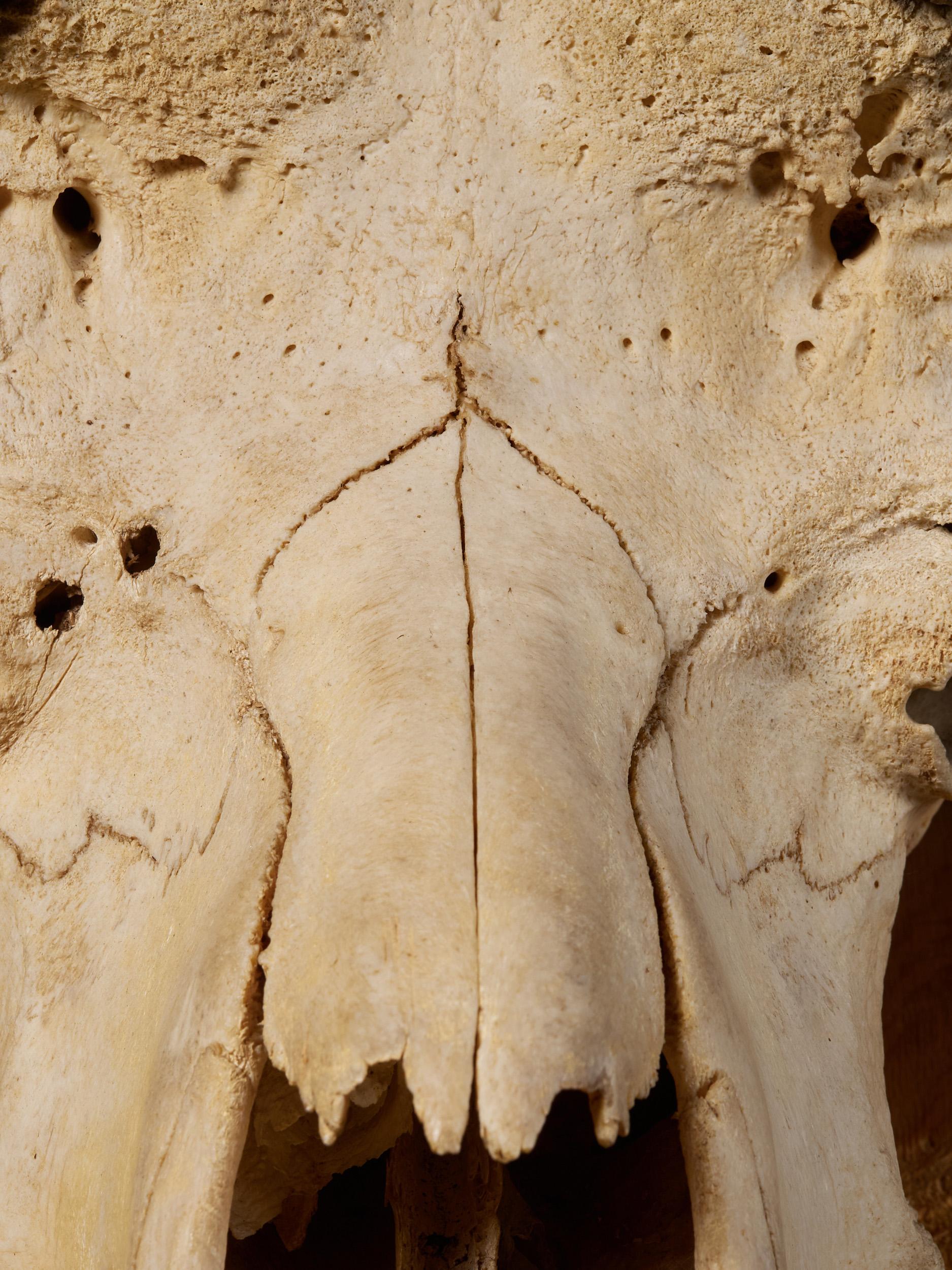 Hand-Carved African Cape Buffalo Skull with Horns on Wooden Plate