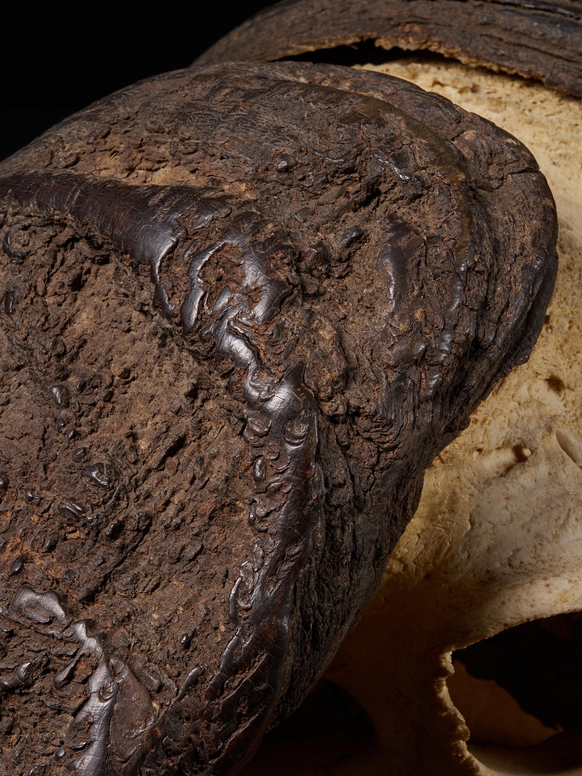 African Cape Buffalo Skull with Horns on Wooden Plate In Good Condition In Leuven , BE