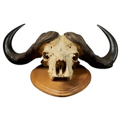 African Cape Buffalo Skull with Horns on Wooden Plate