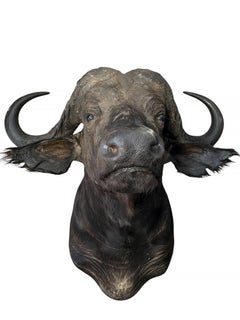 African Cape Buffalo Taxidermy Shoulder Mount Decor In Excellent Condition