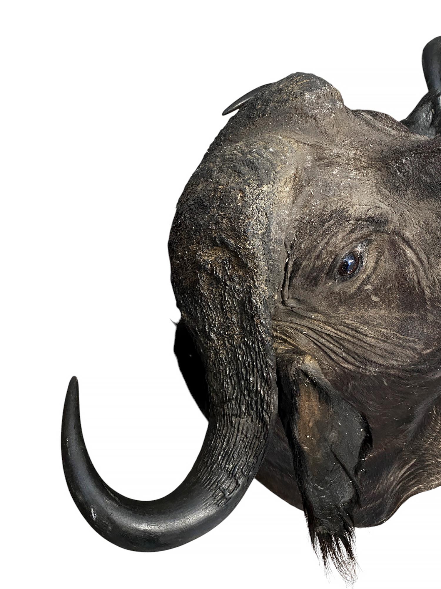 Tassidermia di bufalo del Capo africano da spalla in ottime condizioni in vendita 2