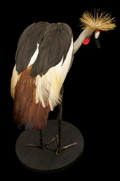 African Crown Crane
