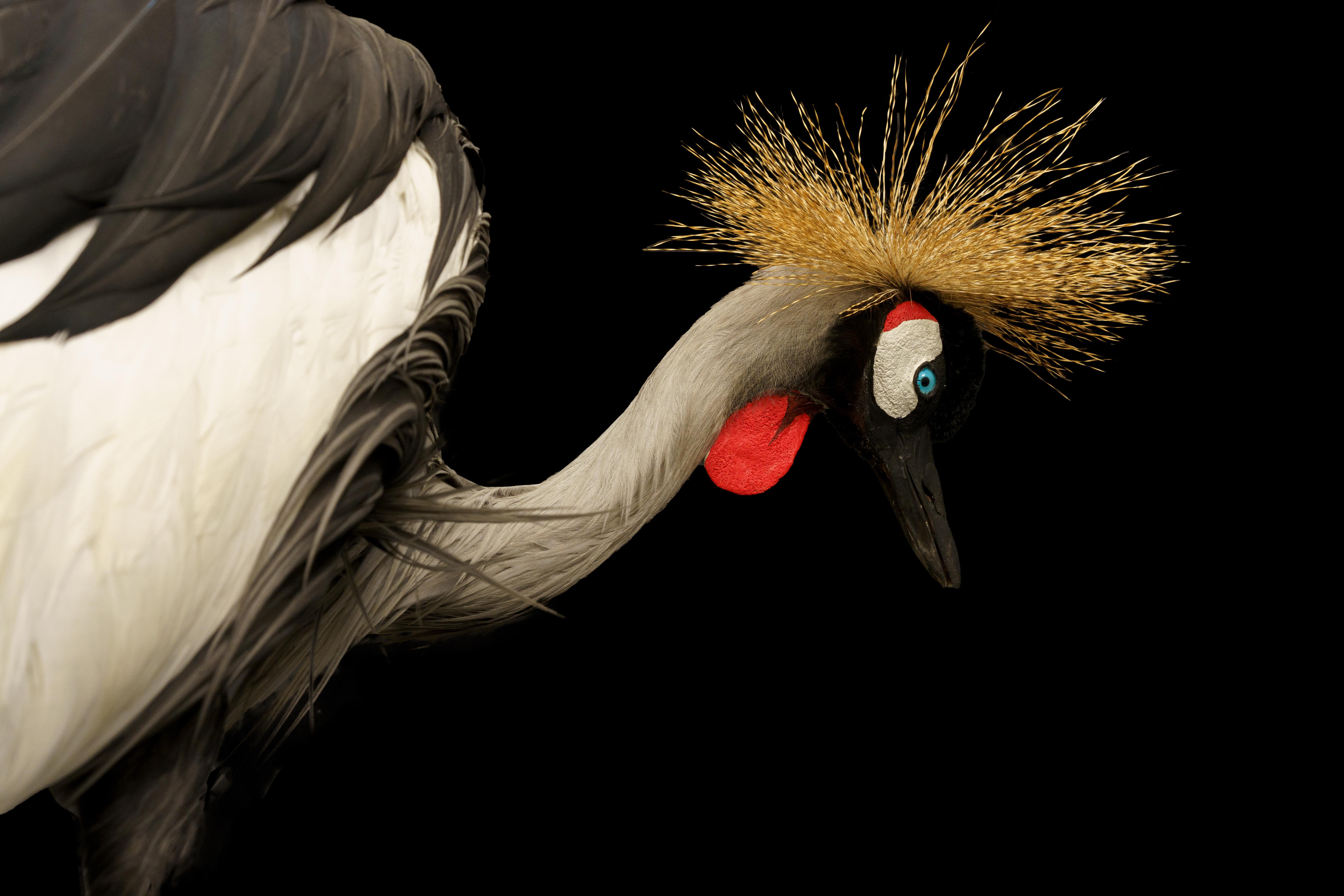 African Crown Crane In New Condition In New York, NY