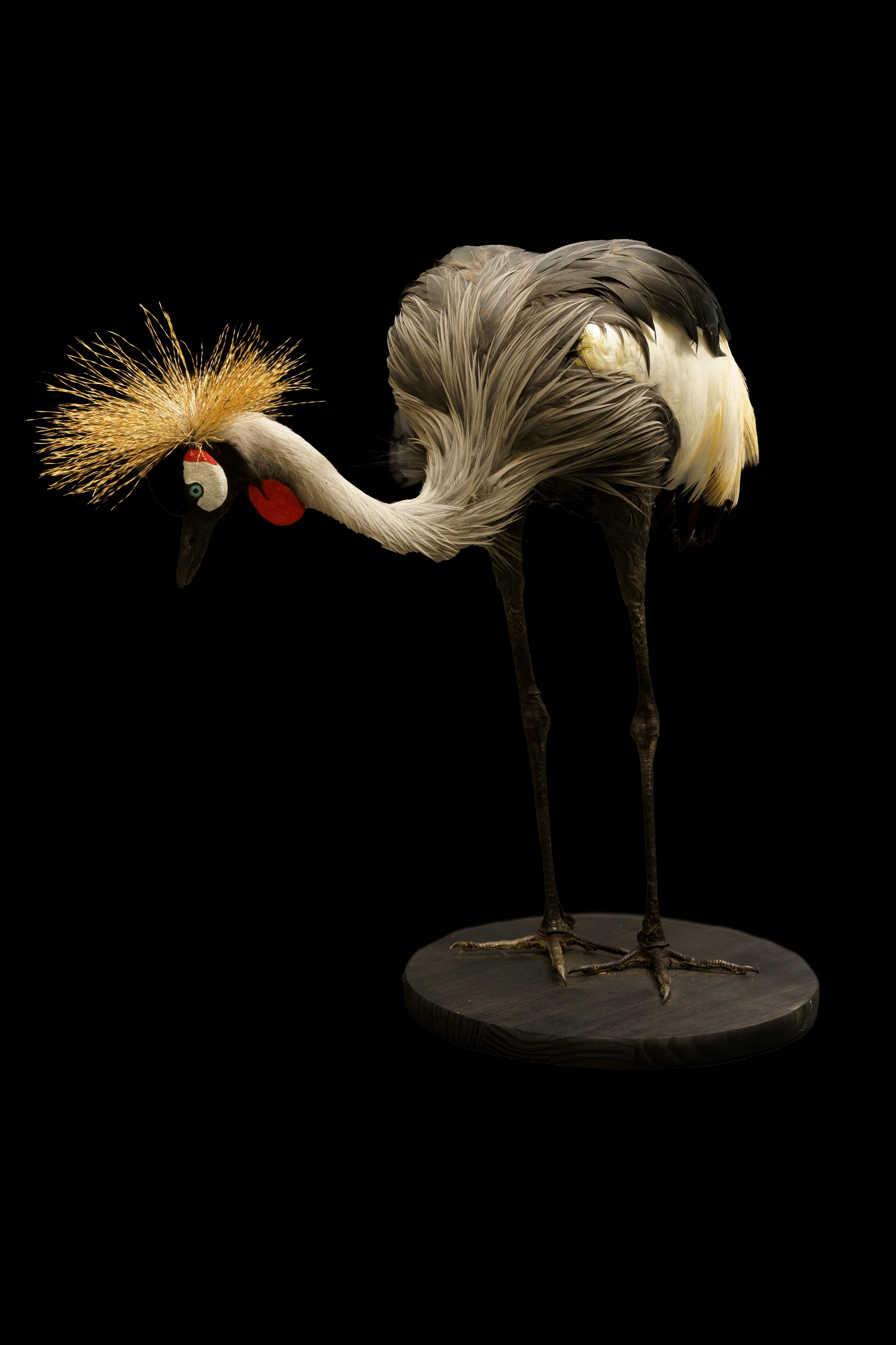 Contemporary African Crown Crane
