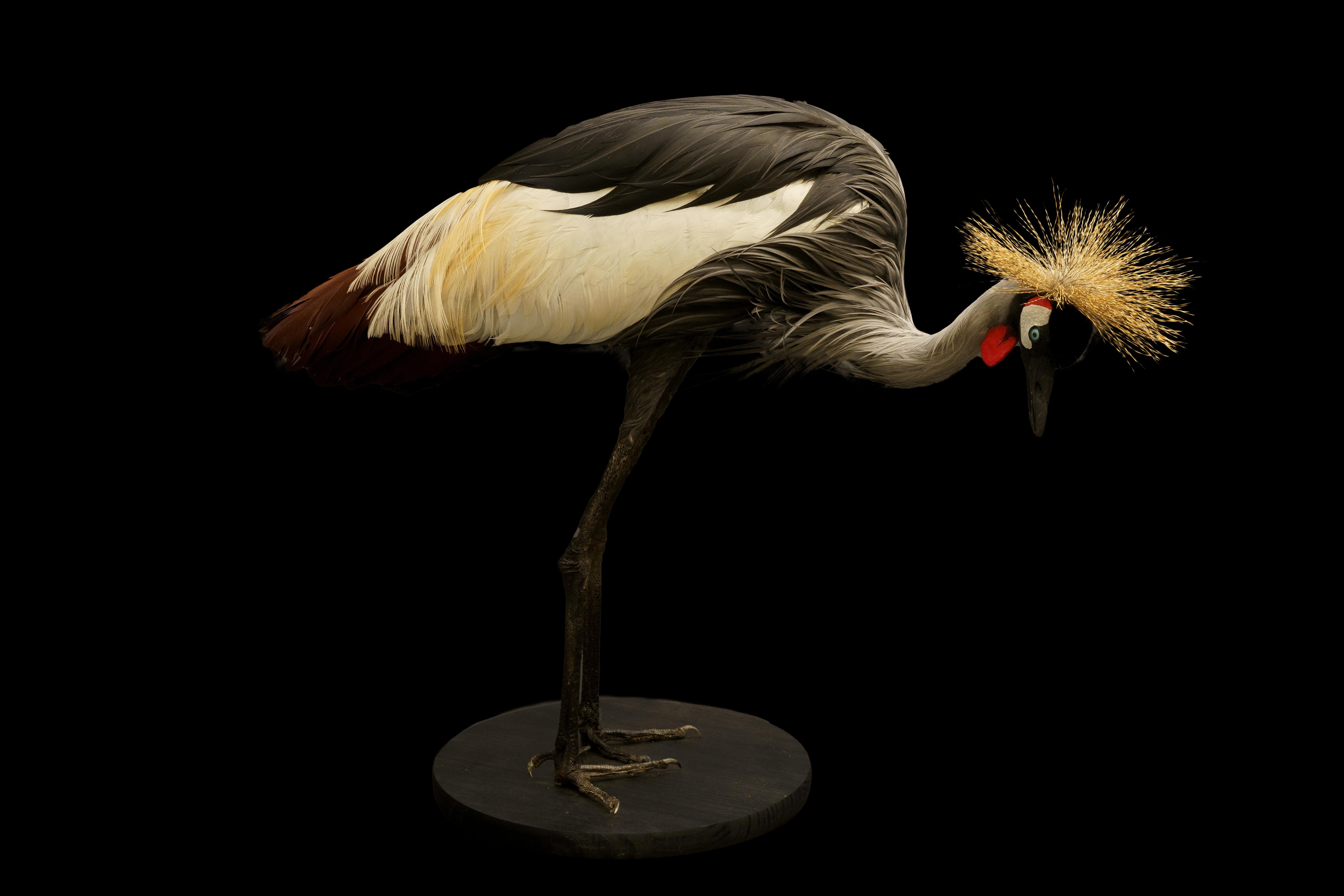 Leather African Crown Crane