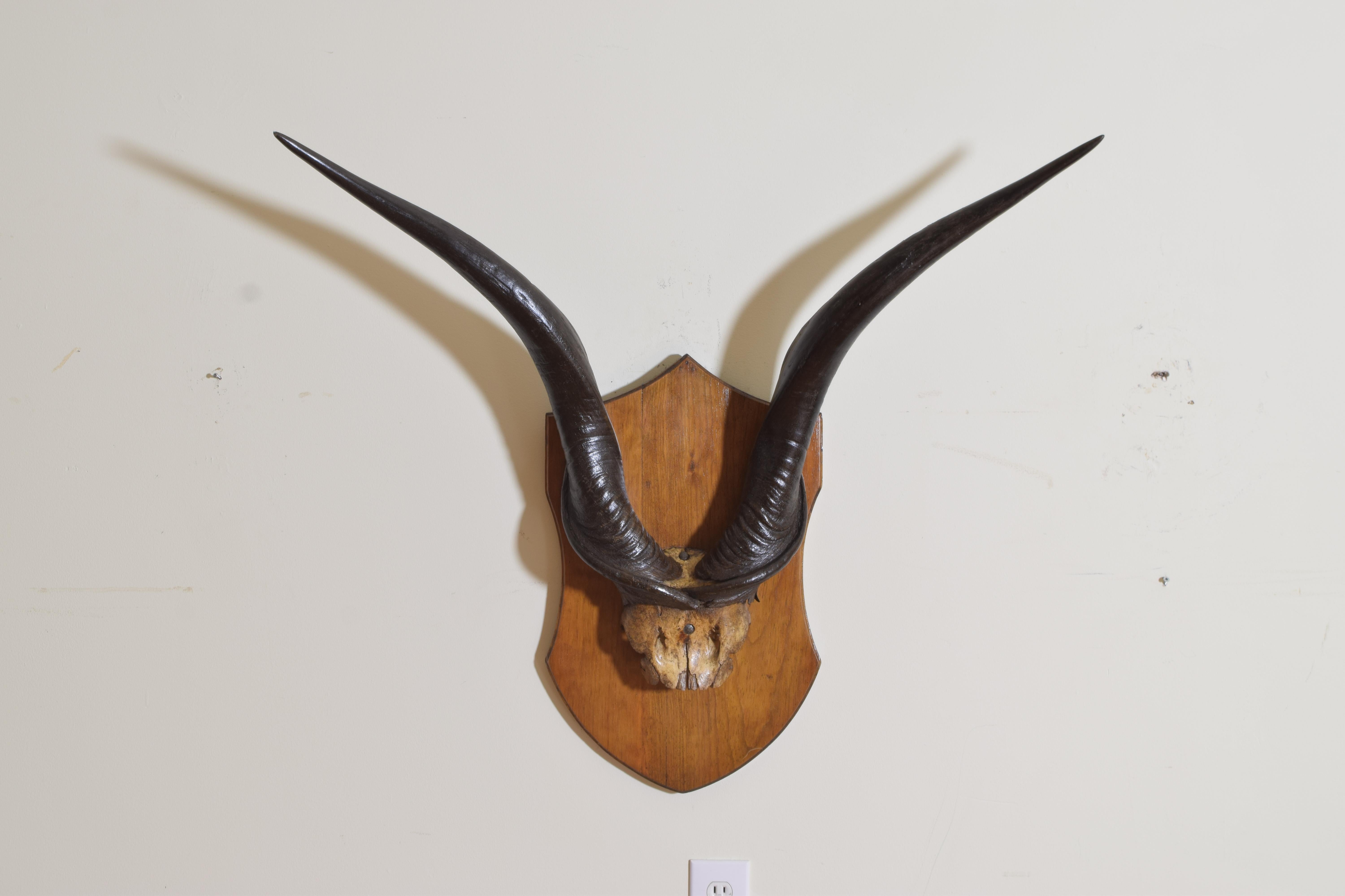 Slightly splayed Eland horn and partial skull mounted on shaped oak plaque.