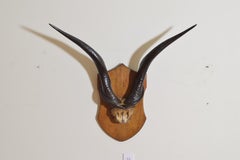 African Eland Mount on Shaped Oak Plaque, Early 20th Century