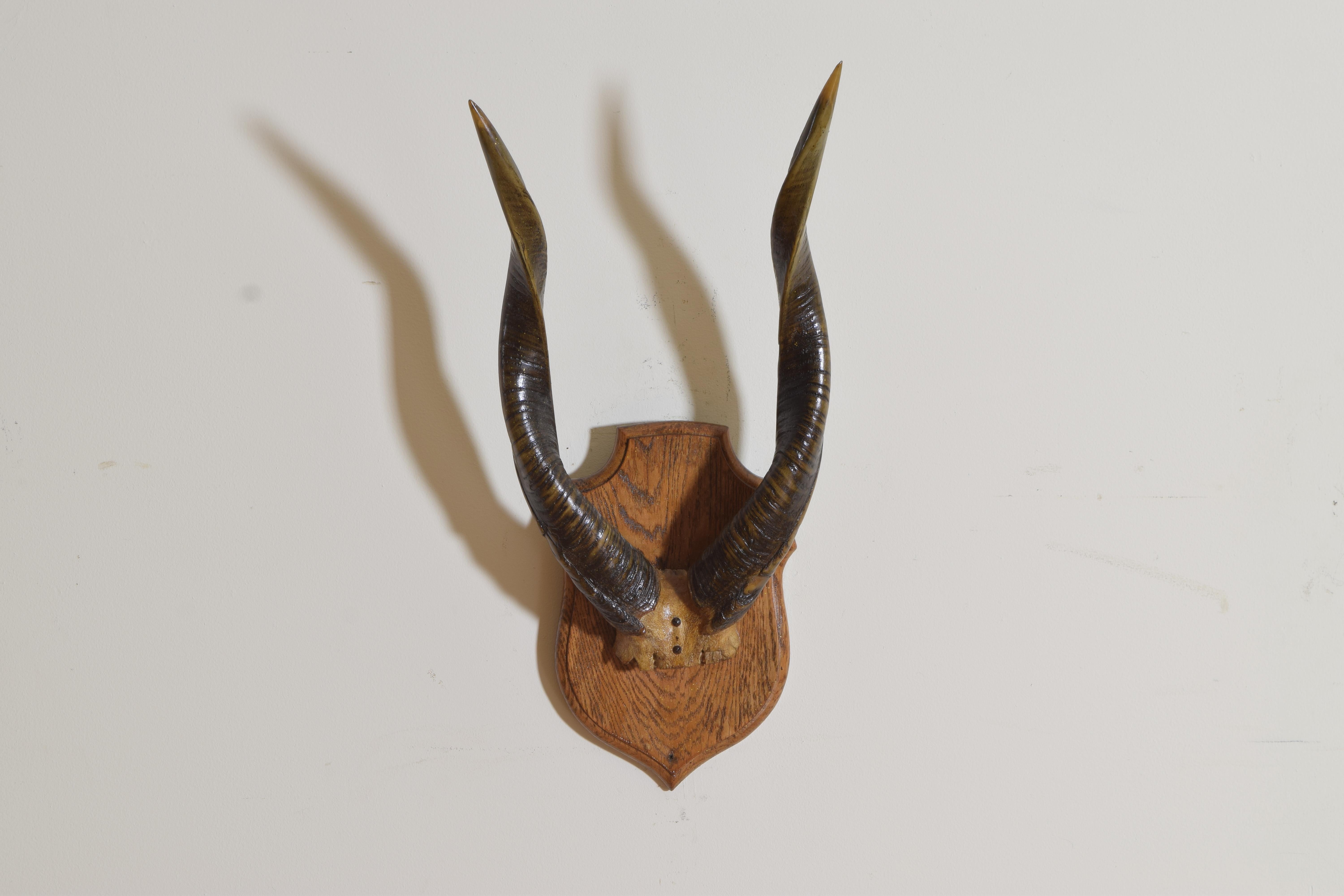 Cornes et crâne partiel d'un éland africain montés sur une plaque en chêne façonné