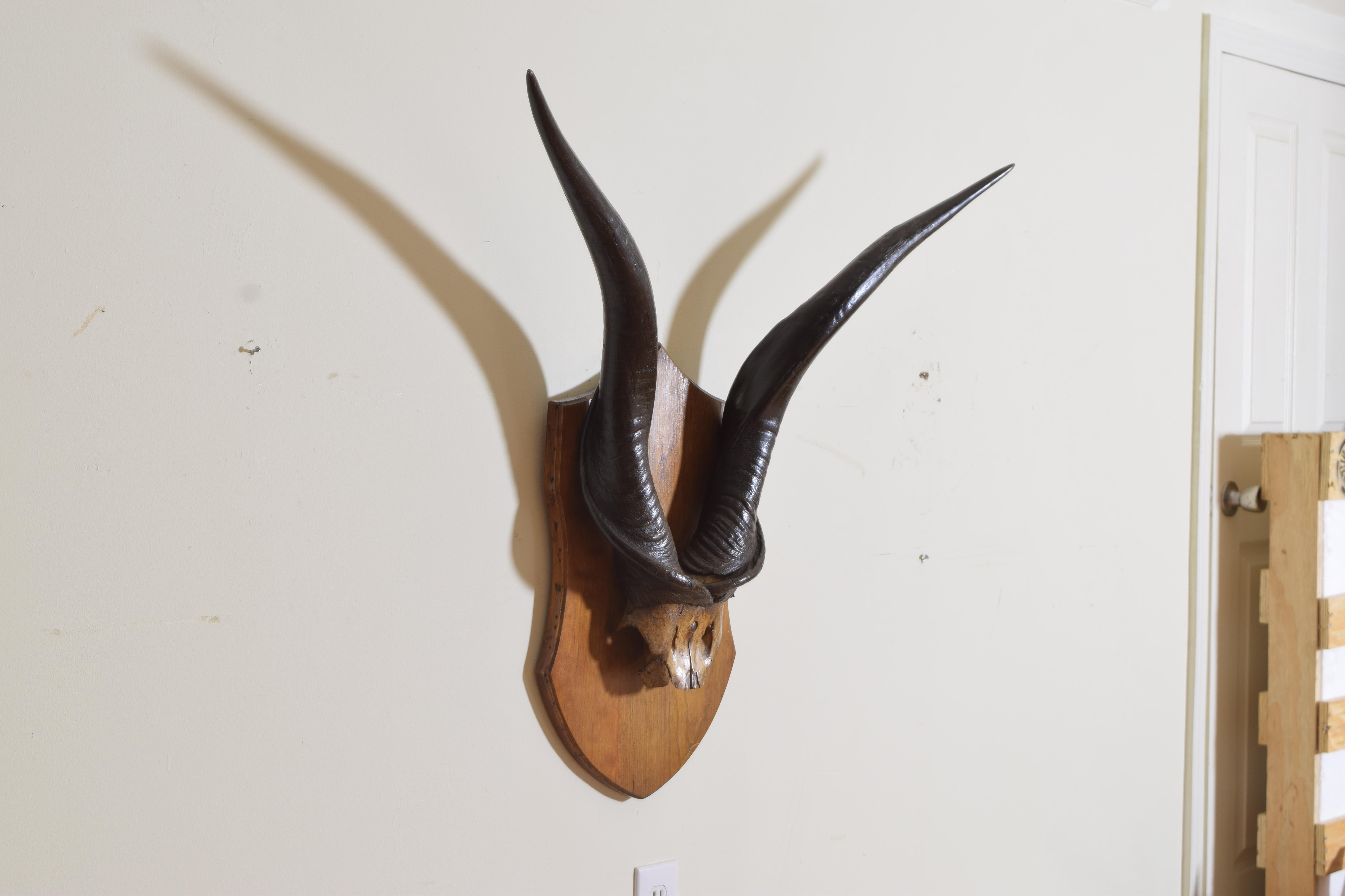 eland horns