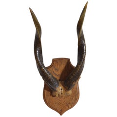 African Eland Mount on Shaped Oak Plaque, Early 20th Century