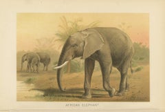 African Elephant – Antique Wildlife Chromolithograph, Royal Natural History 1894