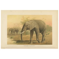 African Elephant – Antique Wildlife Chromolithograph, Royal Natural History 1894