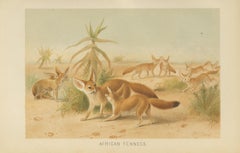 African Fennecs – Antique Desert Fox Chromolithograph, 1894