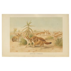 African Fennecs – Antique Desert Fox Chromolithograph, 1894