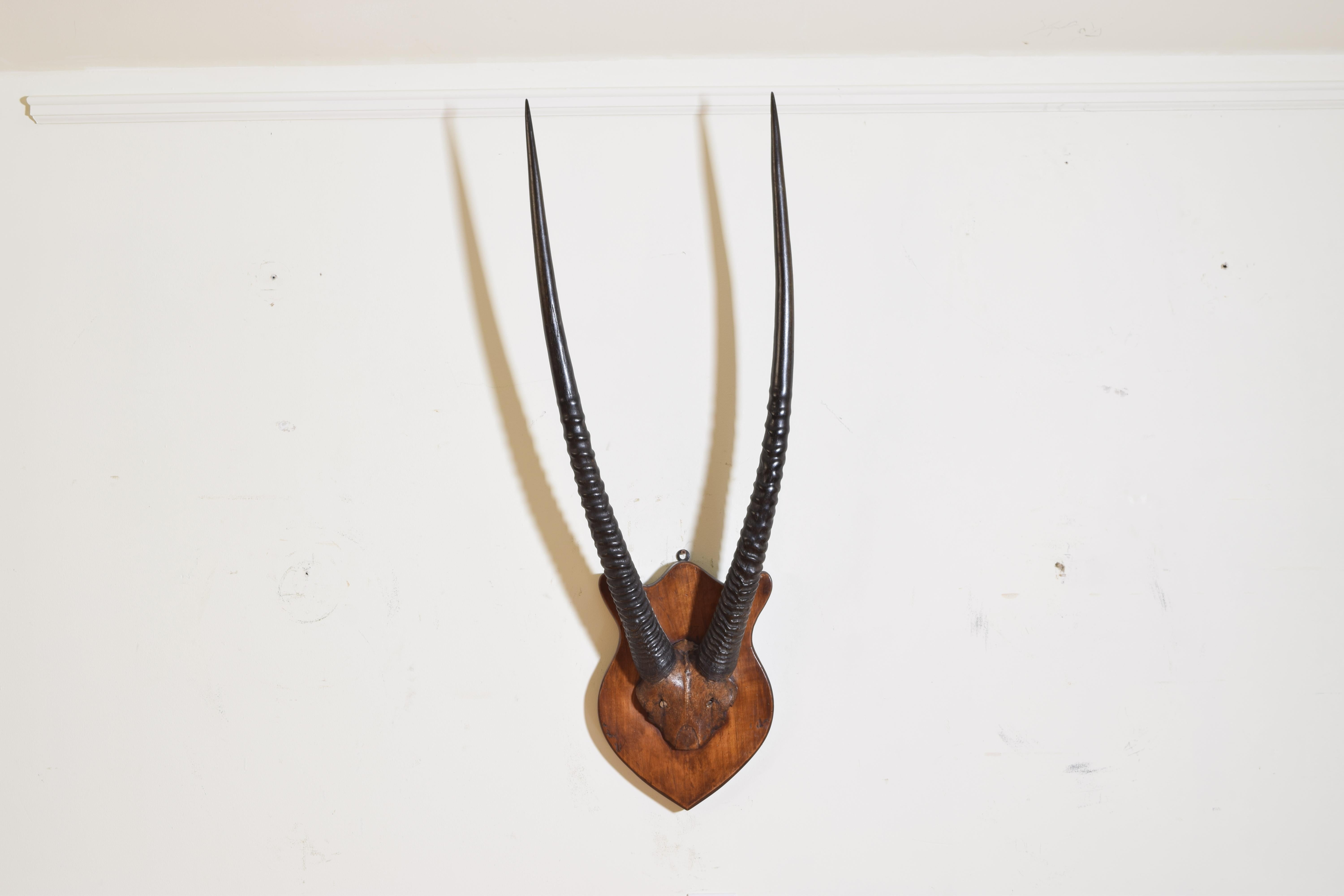 The horns and partial skull mounted on a shield form walnut backplate, the gemsbok, gemsbuck or South African Oryx (Oryx gazella) is a large antelope in the genus Oryx. It is native to the arid regions of Southern Africa, such as the Kalahari