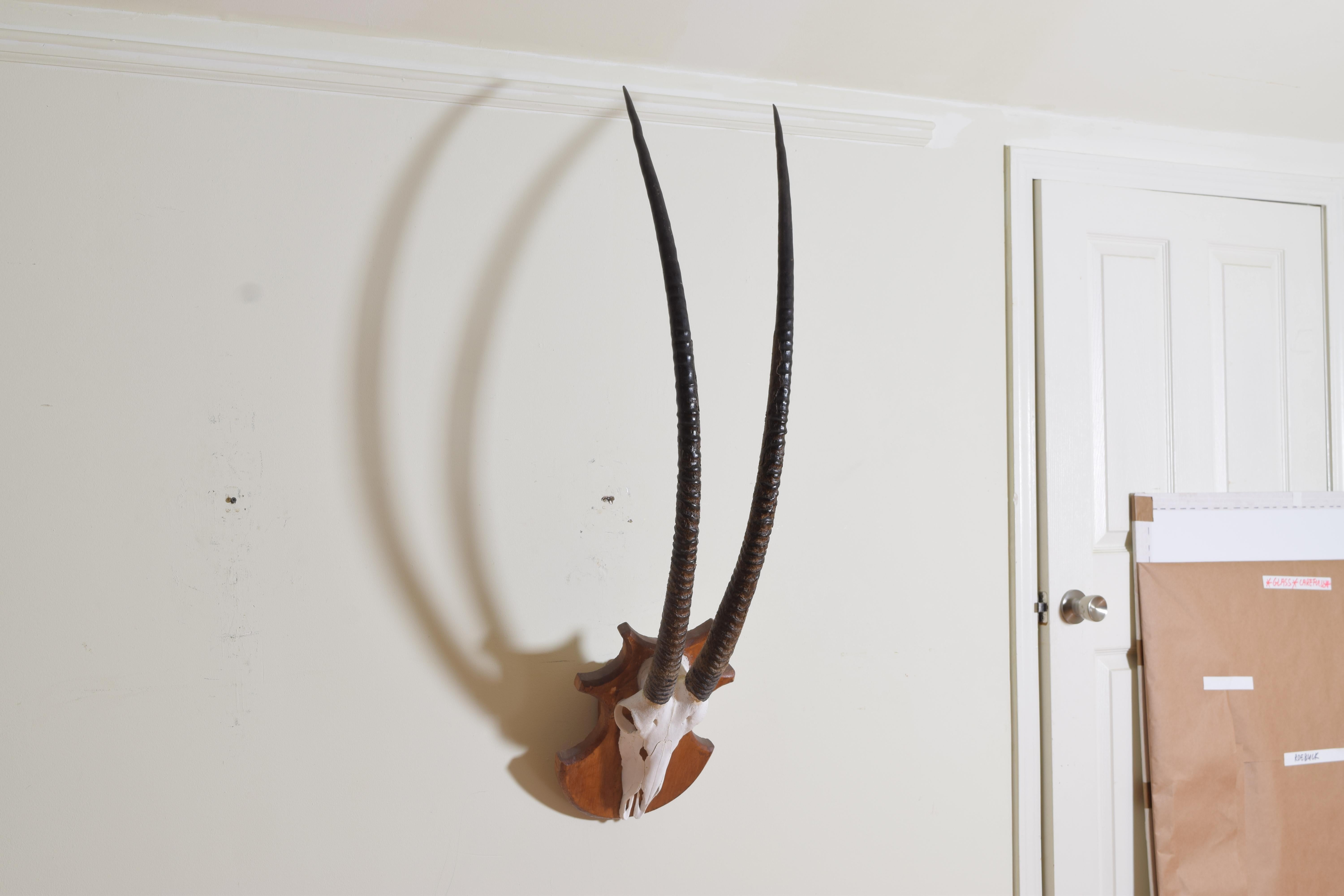 the horn and partial skull mount mounted on a shaped shield form backplate made of light oak