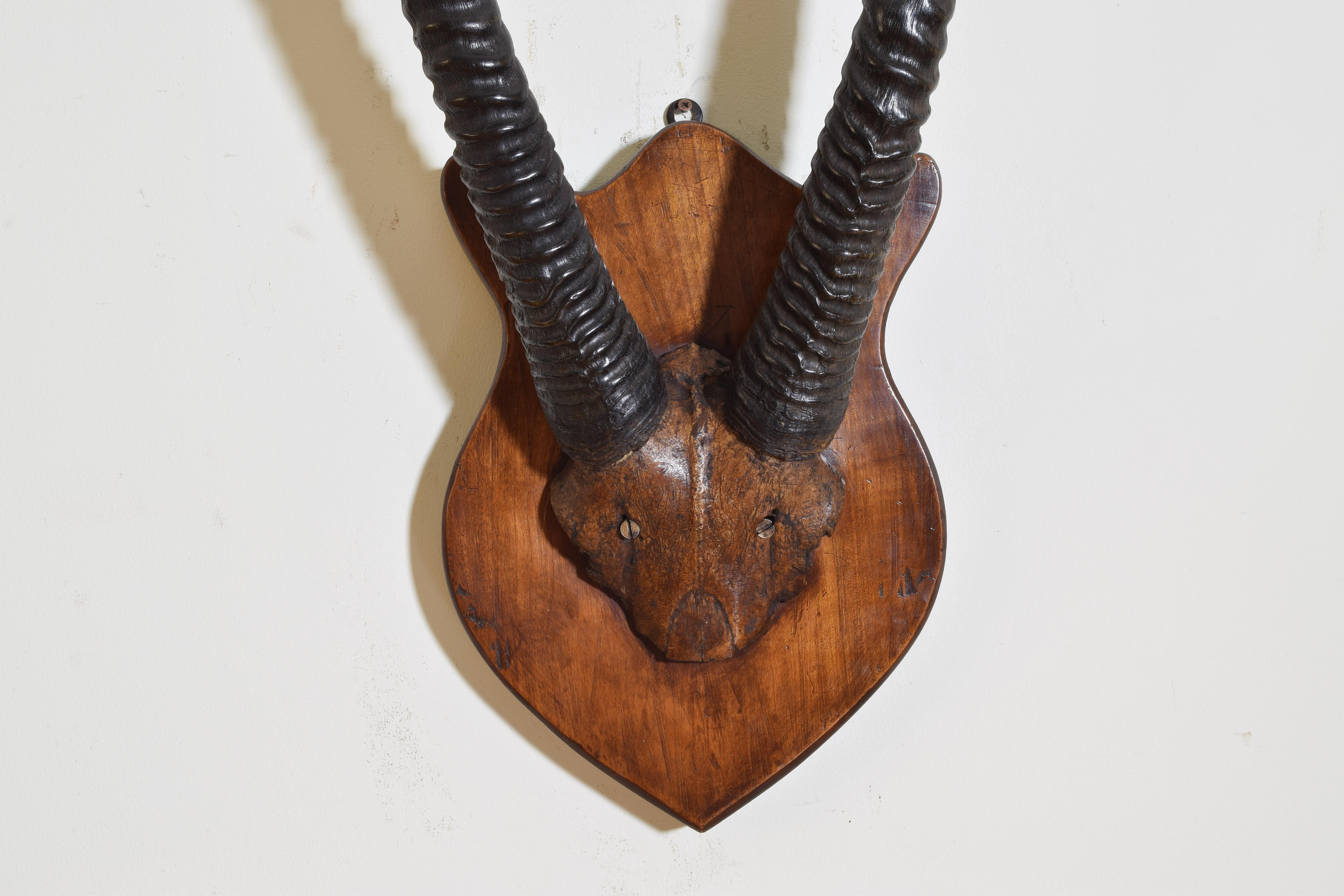 Horn African Gemsbok Mount, Early 20th Century