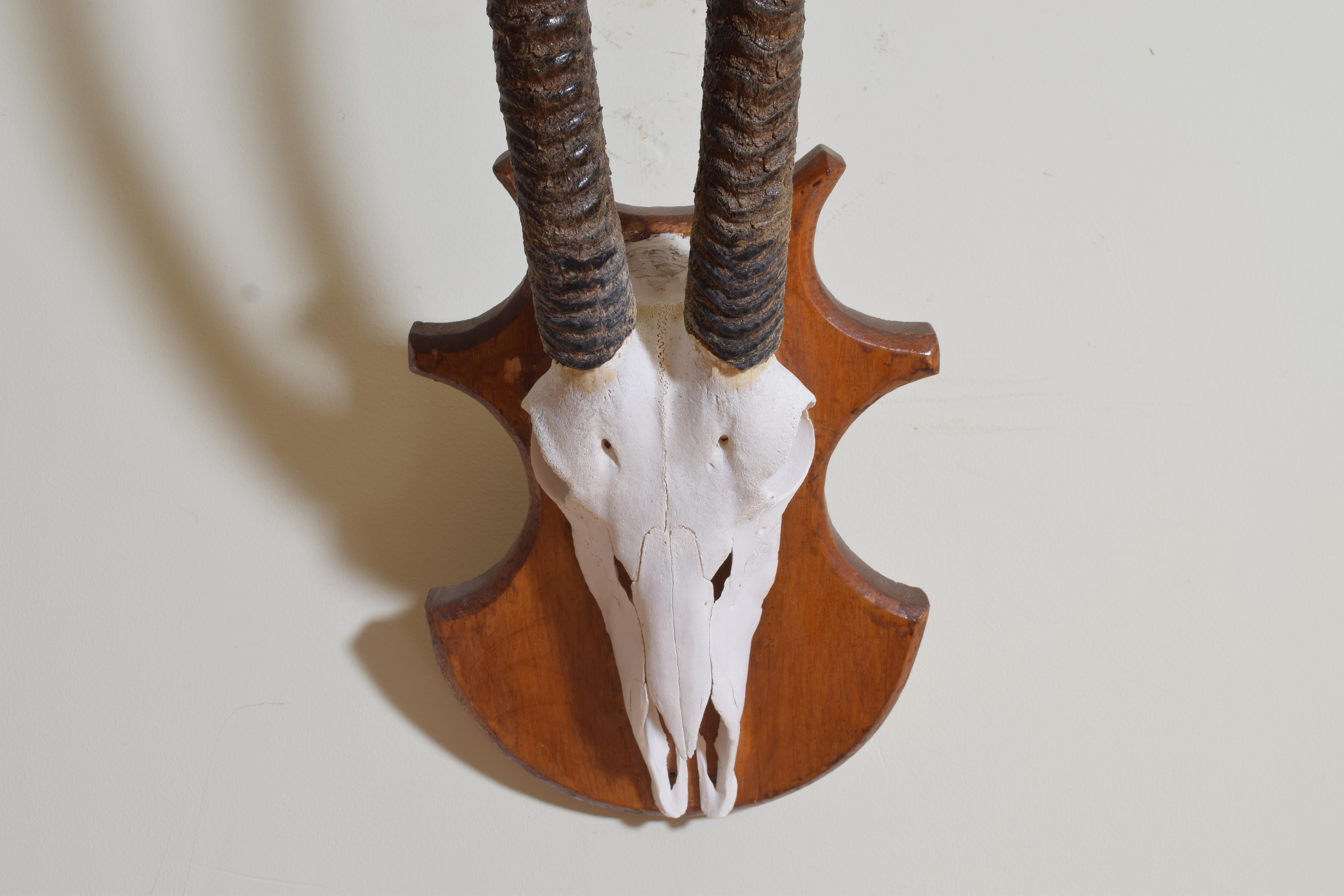 Early 20th Century African Gemsbok Mount, early 20th century For Sale