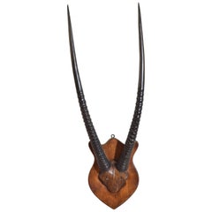 African Gemsbok Mount, Early 20th Century