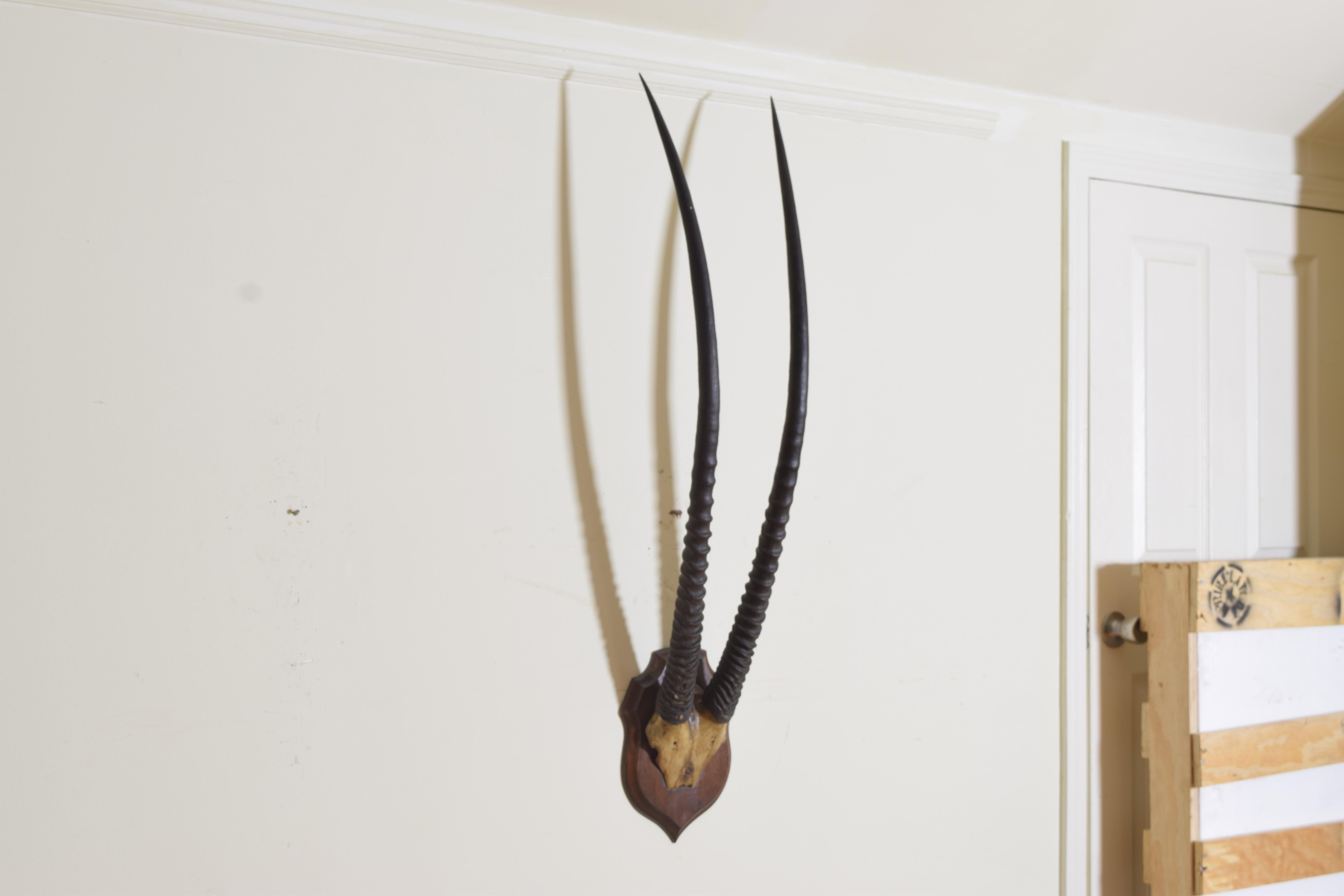 Corne de gemsbok et crâne partiel montés sur une plaque en chêne façonnée.