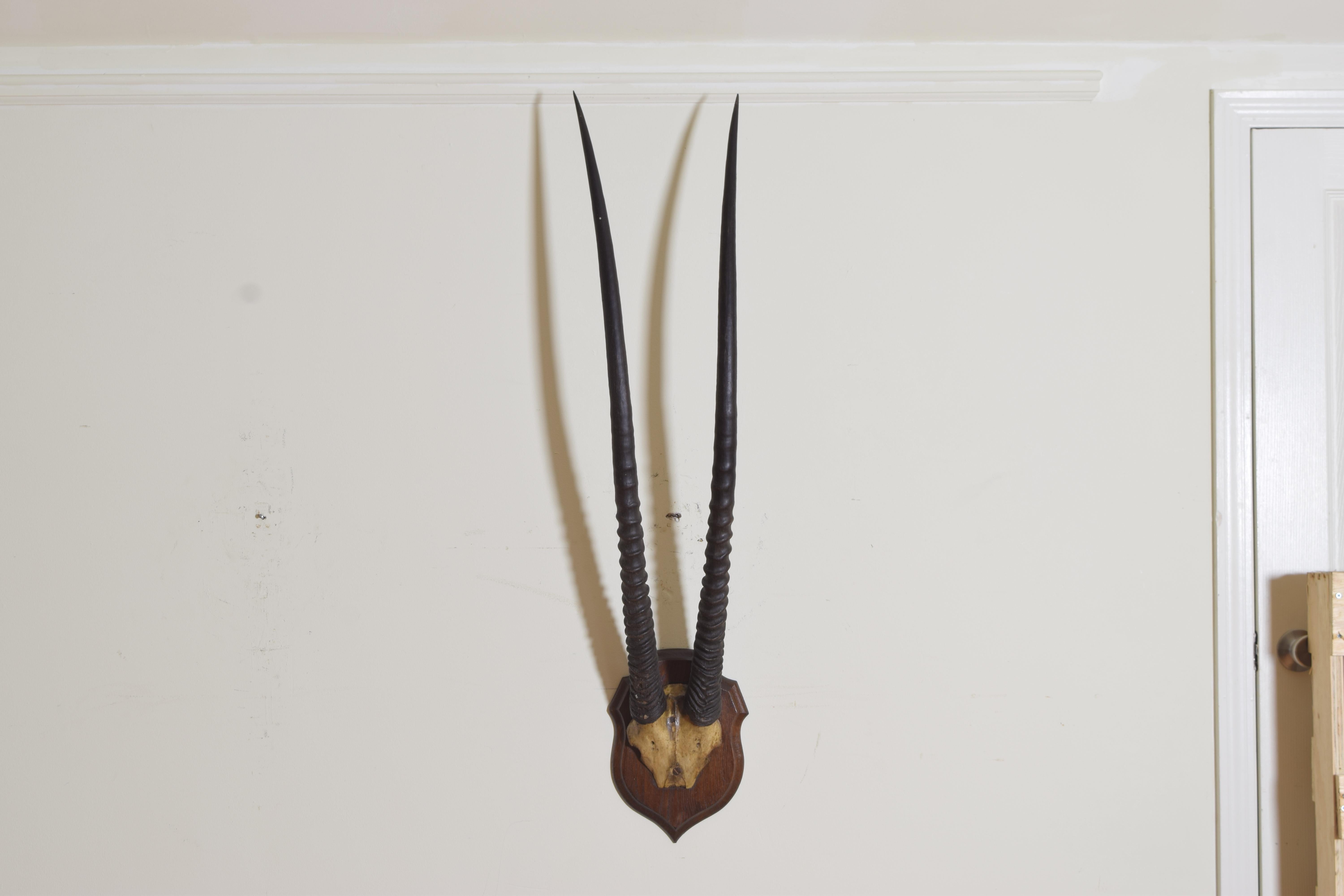 Montura de gacela africana en placa de roble perfilada Africano en venta