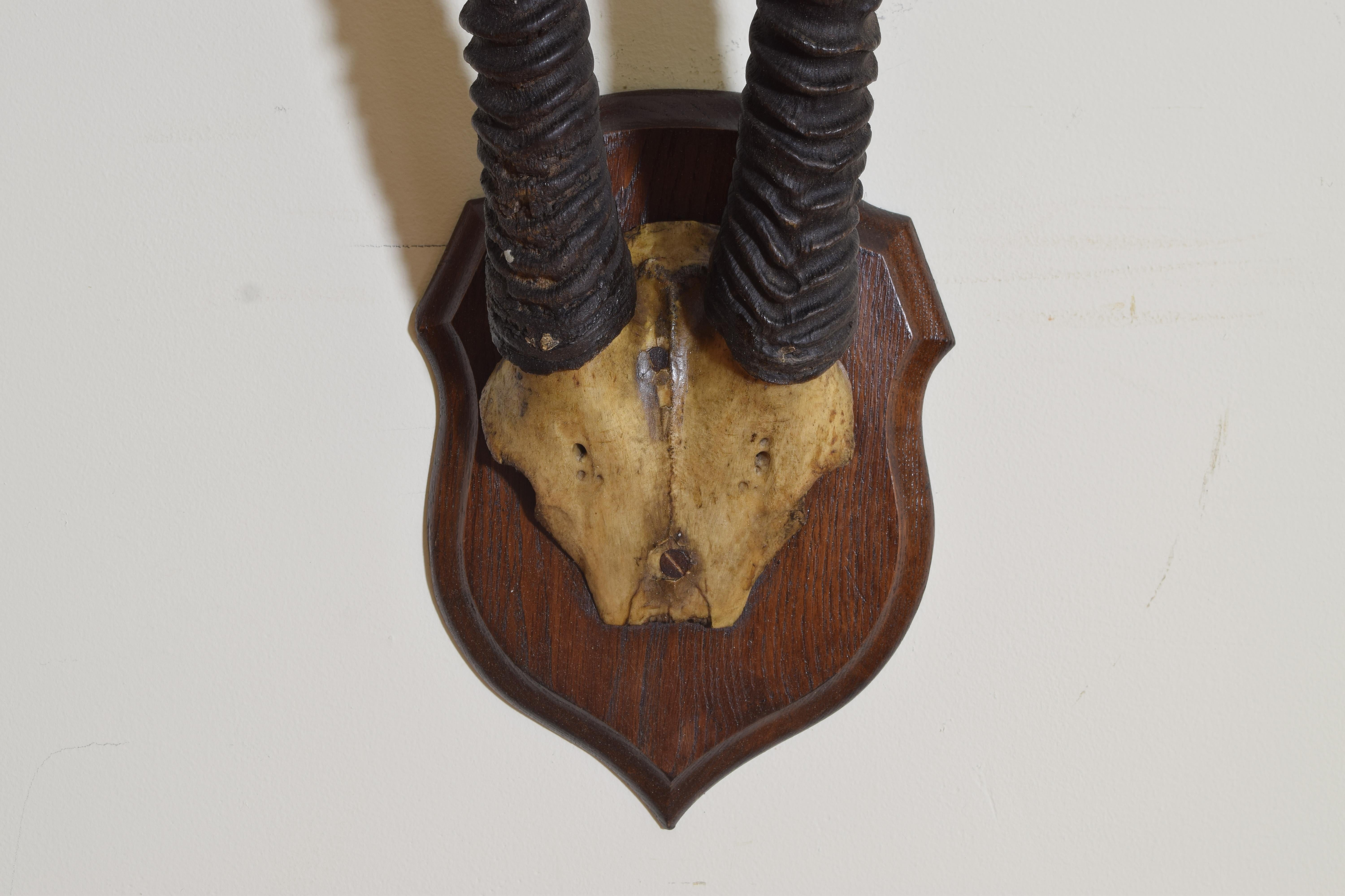 Montura de gacela africana en placa de roble perfilada principios del siglo XX en venta