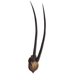 African Gemsbok Mount on Shaped Oak Plaque