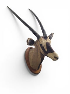 African Gemsbok (Oryx gazella) Shoulder Mount Trophy