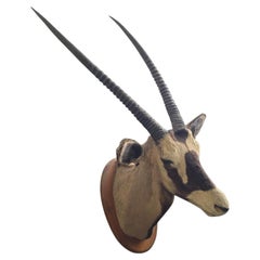 African Gemsbok (Oryx gazella) Shoulder Mount Trophy