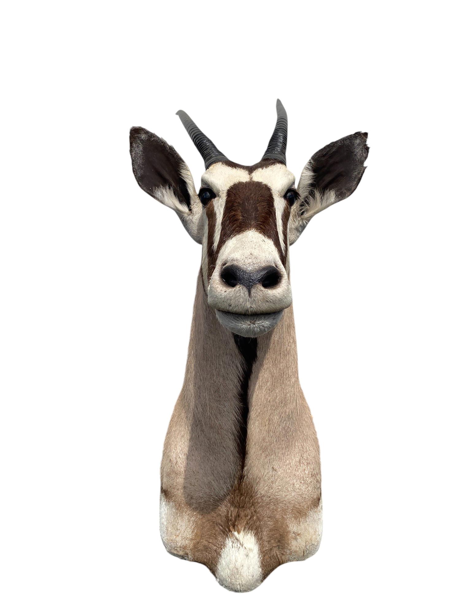 Caratterizzata da corna lunghe e dritte e da segni facciali netti, questa montatura a spalla di Gemsbok è la più adatta alla maggior parte degli interni e ai collezionisti di trofei che cercano una dichiarazione audace e simmetrica. Il contrasto