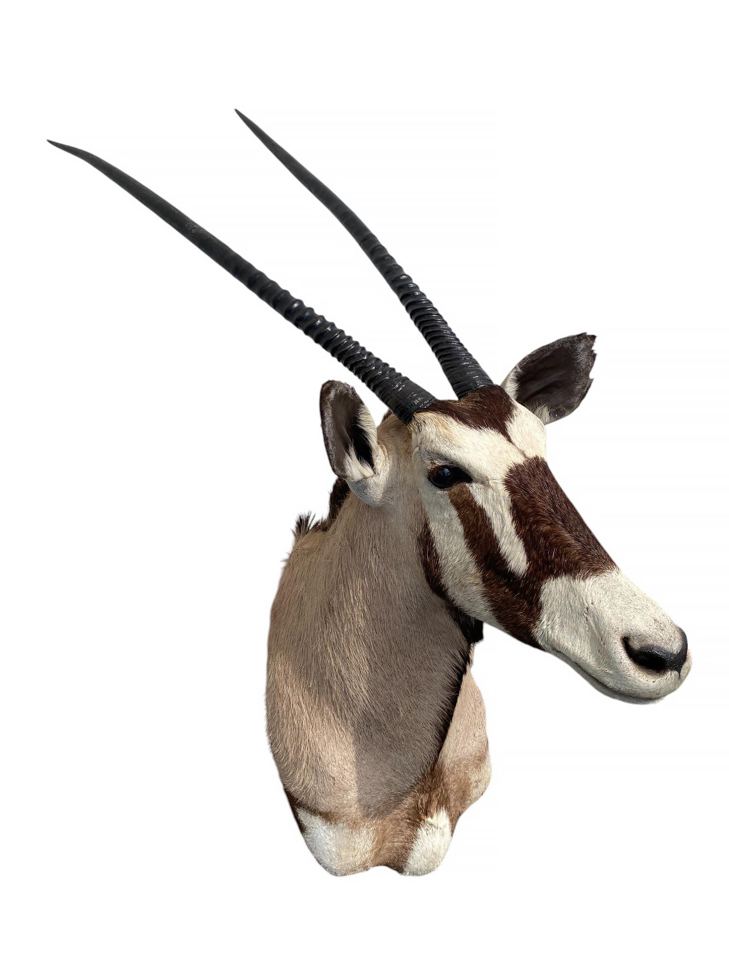 Africano Supporto a spalla per tassidermia del Gemsbok africano  Arredi per la casa e mobili da parete in vendita