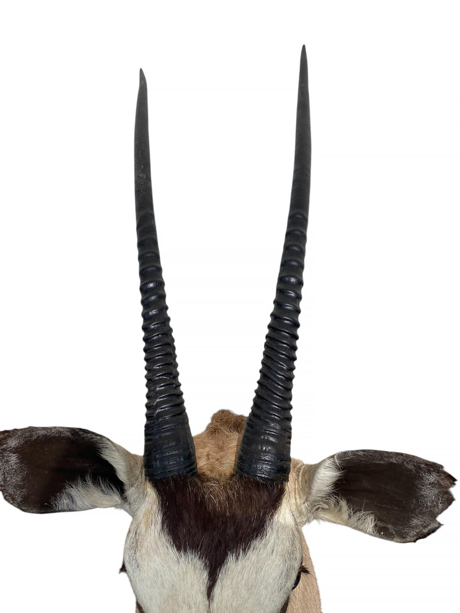 Supporto a spalla per tassidermia del Gemsbok africano  Arredi per la casa e mobili da parete In condizioni Nuovo in vendita a Farmington, UT