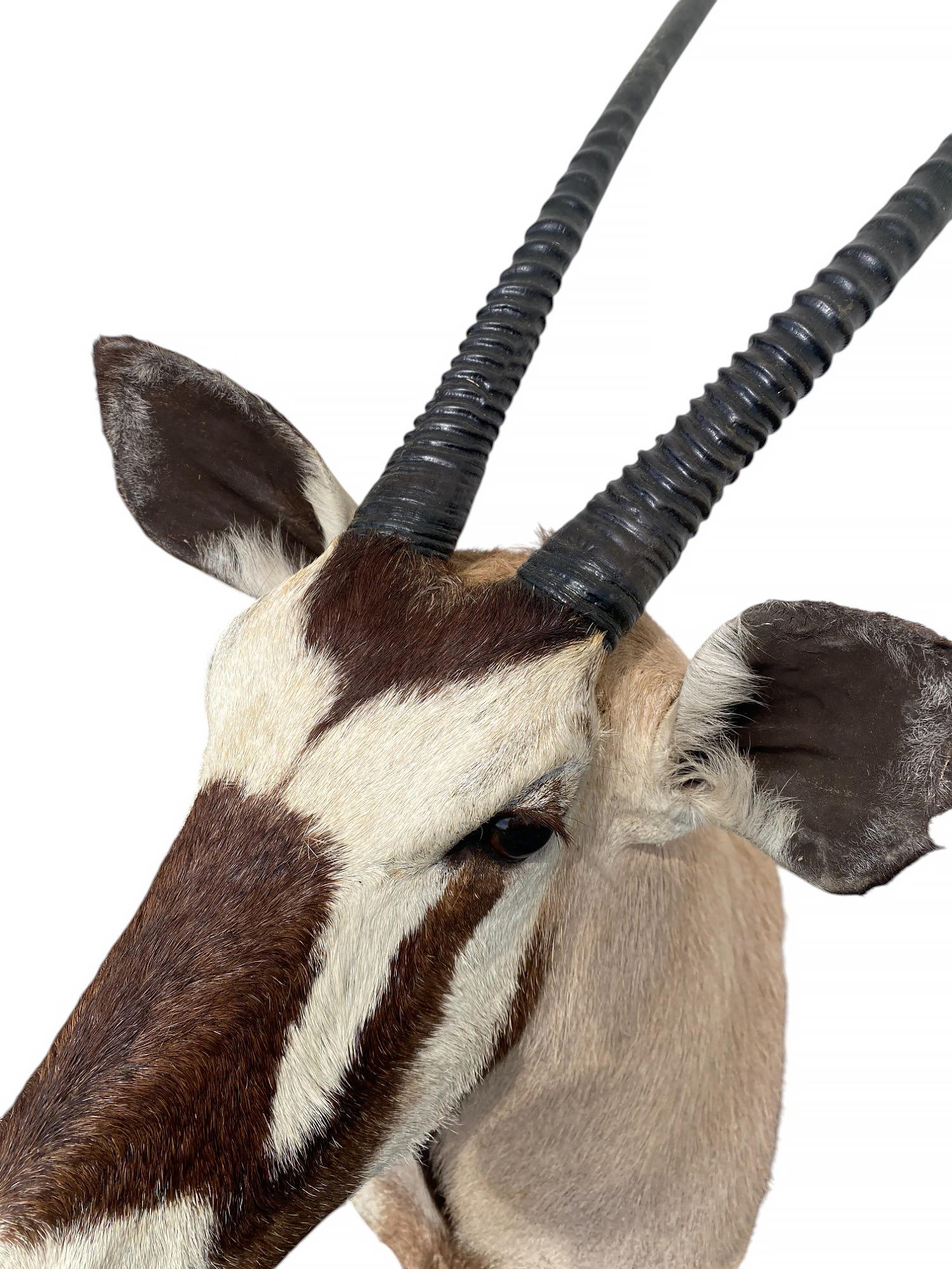 XXI secolo e contemporaneo Supporto a spalla per tassidermia del Gemsbok africano  Arredi per la casa e mobili da parete in vendita