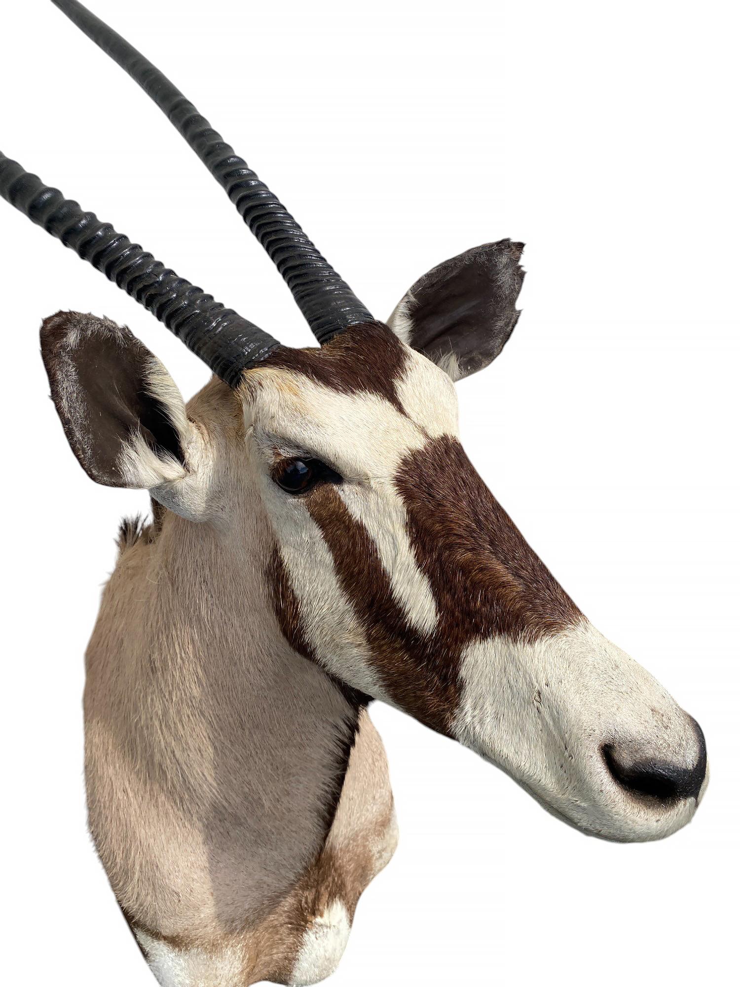 Pelle animale Supporto a spalla per tassidermia del Gemsbok africano  Arredi per la casa e mobili da parete in vendita