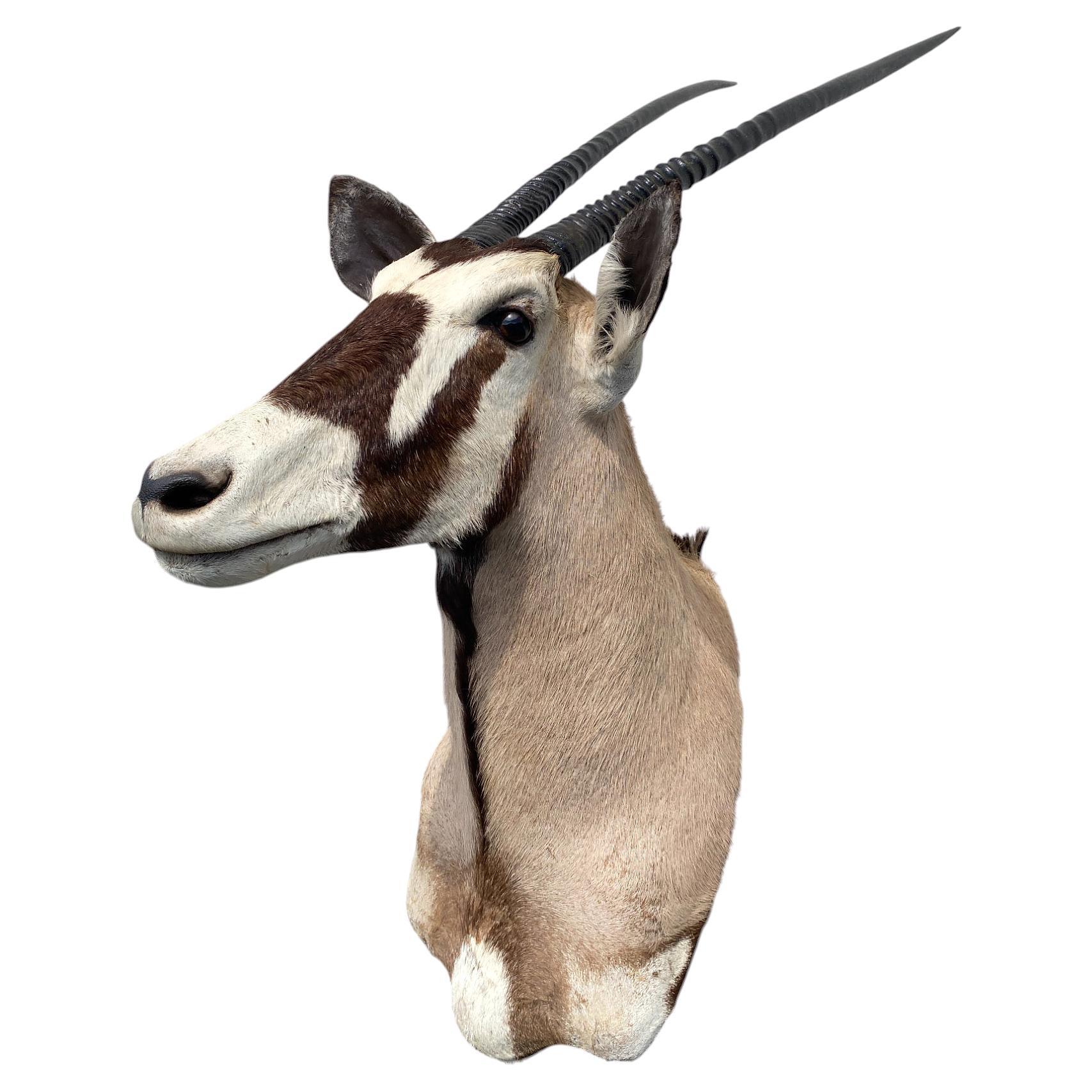 Taxidermie du gemsbok africain, montage sur l'épaule  Décoration intérieure et mobilier mural