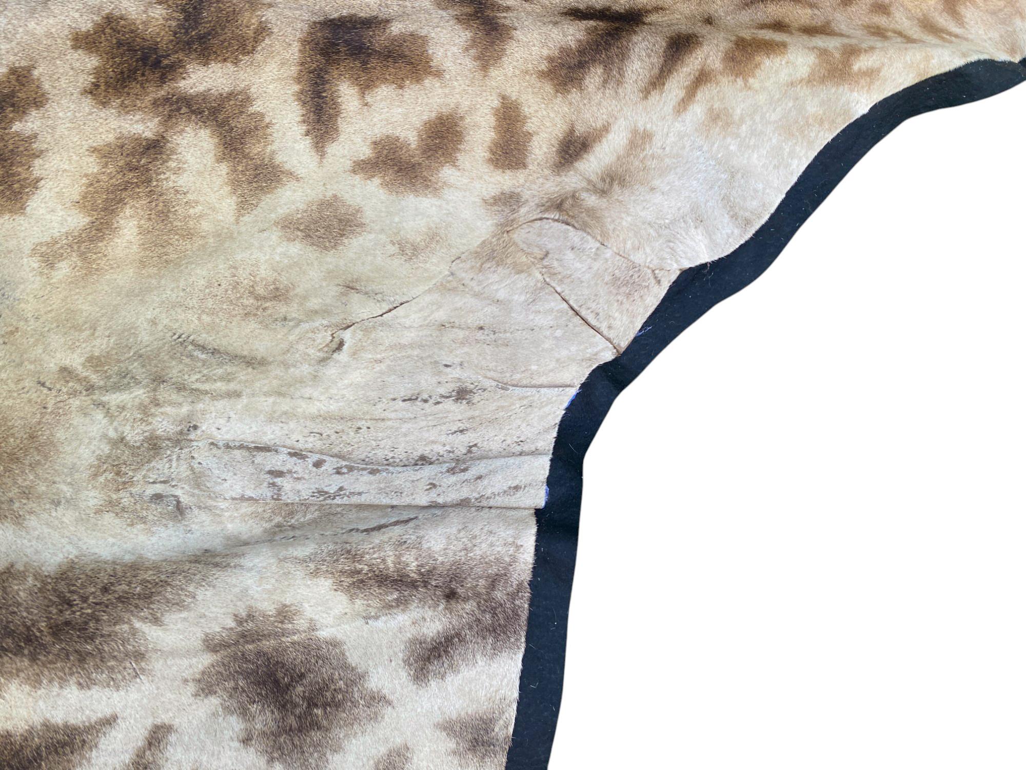 African Giraffe Hide Rug - Male With Black Felt Backing  Taxidermy Floor Decor For Sale 6