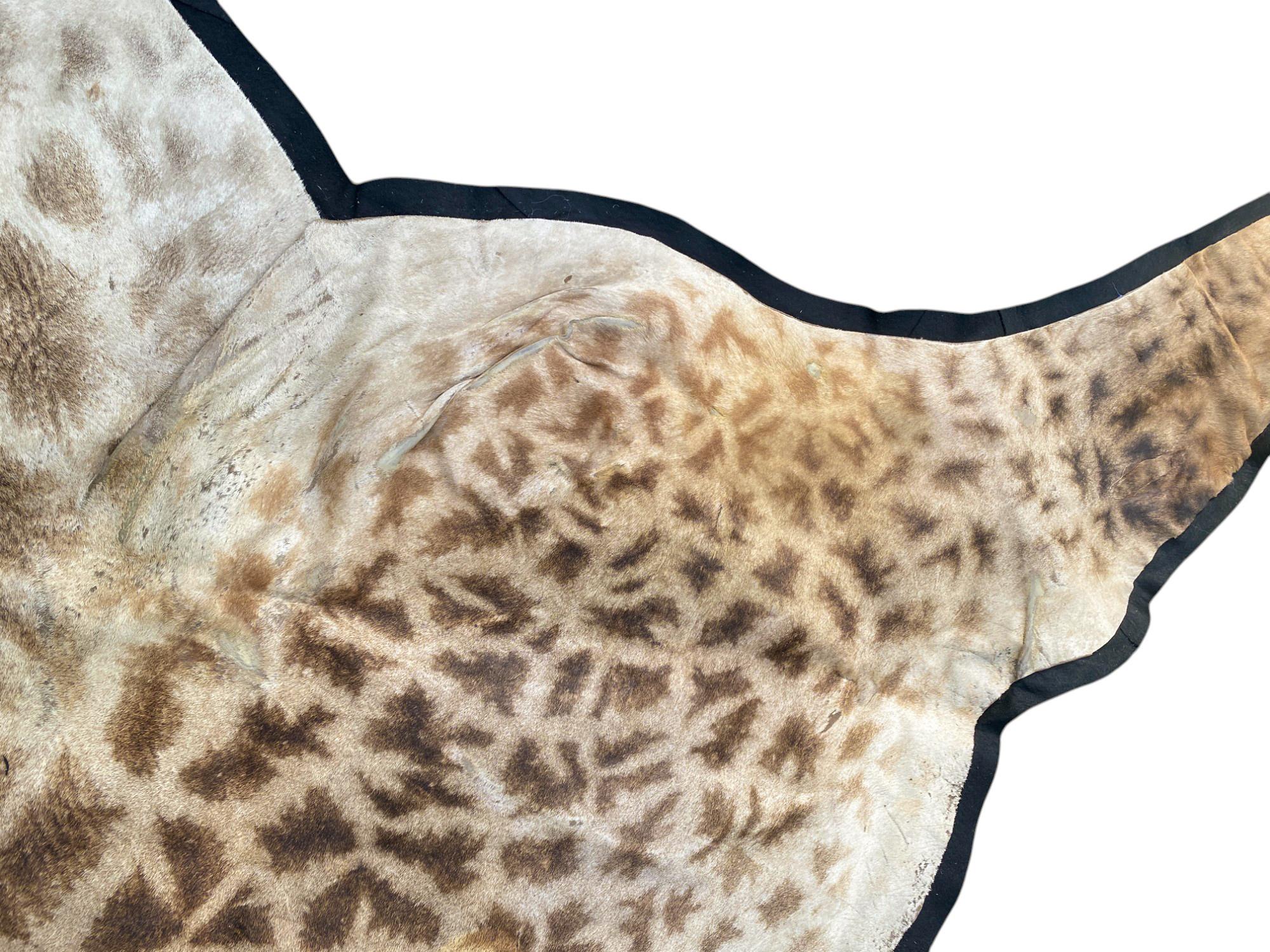African Giraffe Hide Rug - Male With Black Felt Backing  Taxidermy Floor Decor For Sale 7