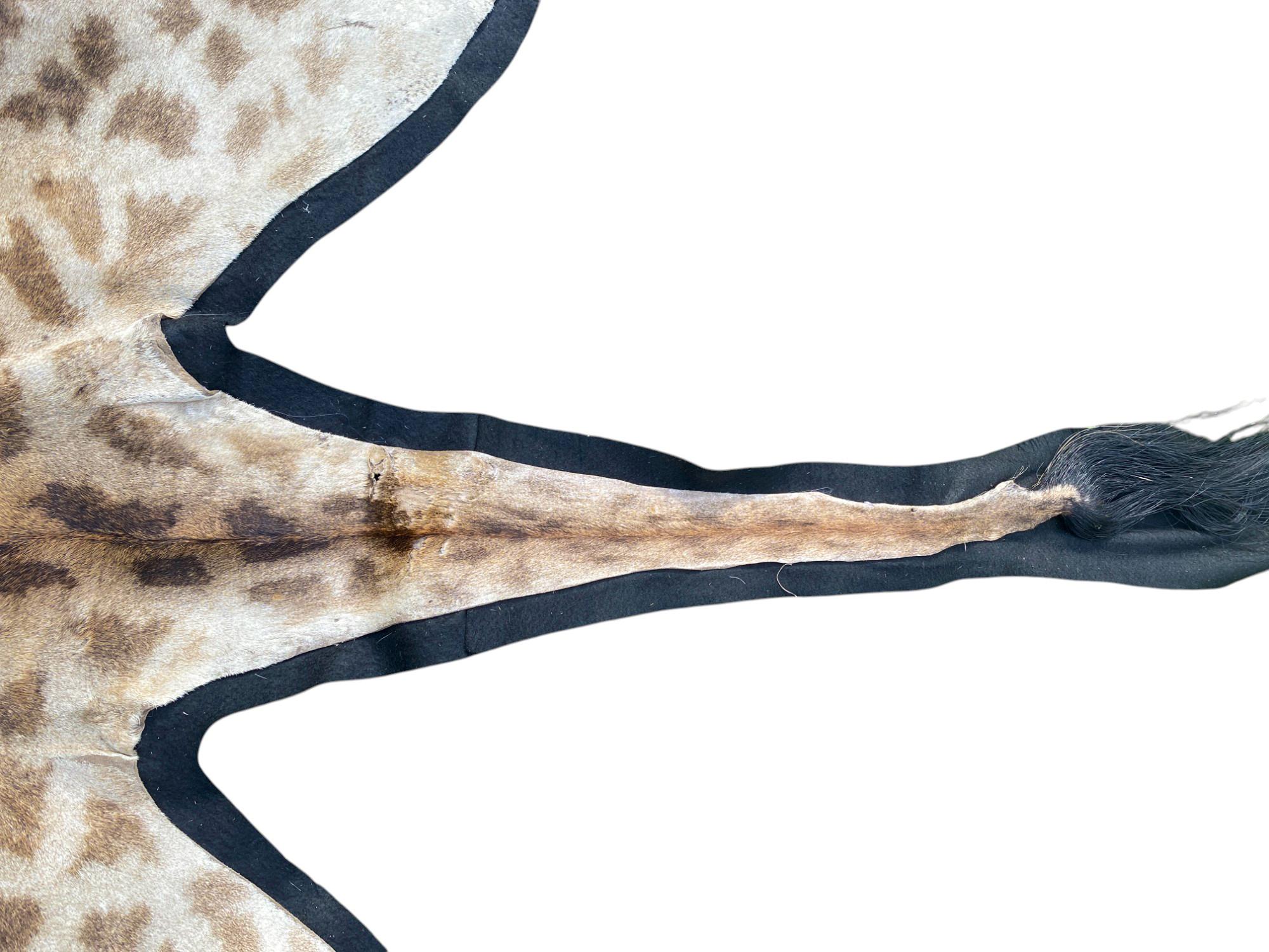 African Giraffe Hide Rug - Male With Black Felt Backing  Taxidermy Floor Decor For Sale 8