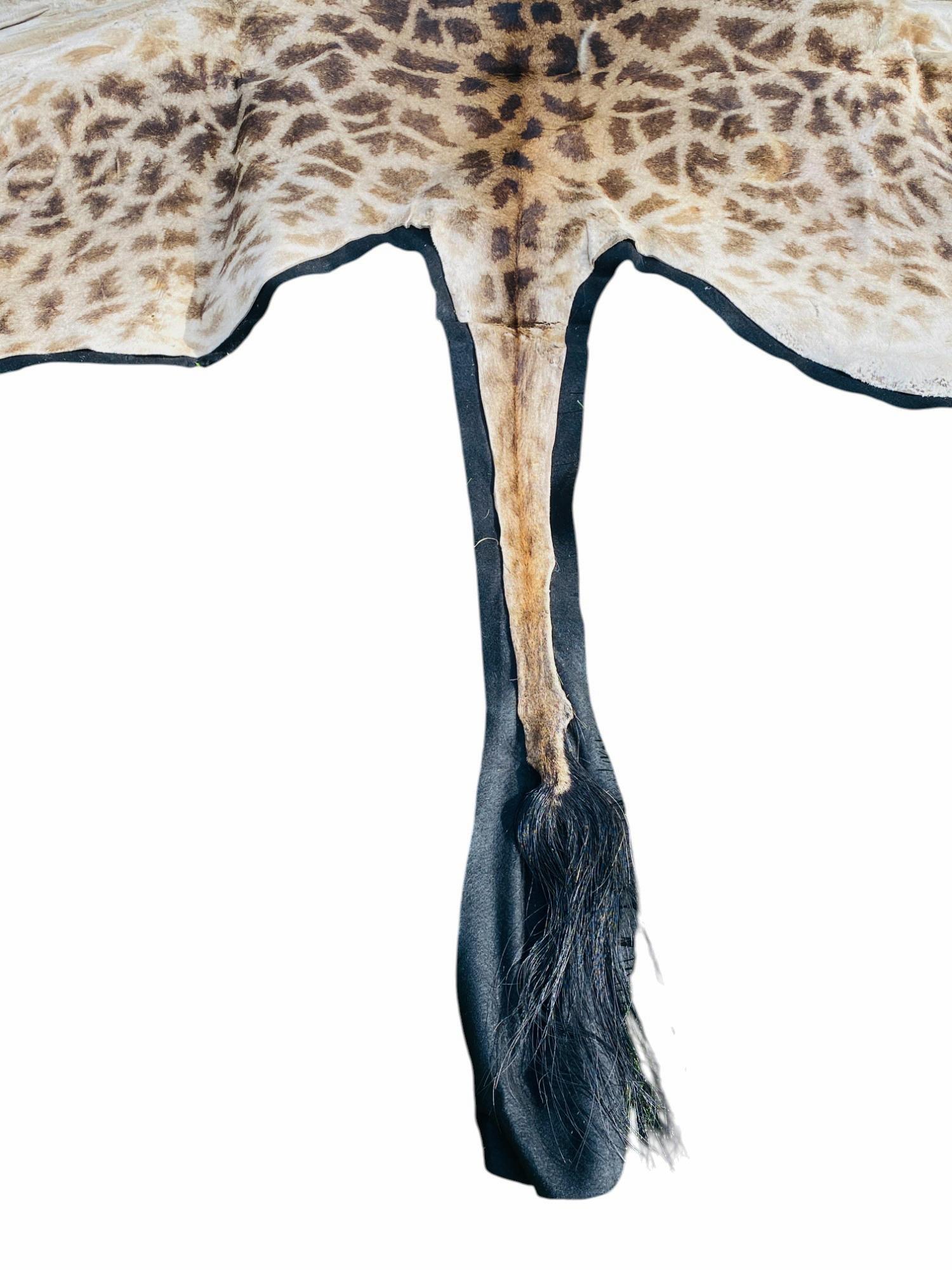 Contemporary African Giraffe Hide Rug - Male With Black Felt Backing  Taxidermy Floor Decor For Sale
