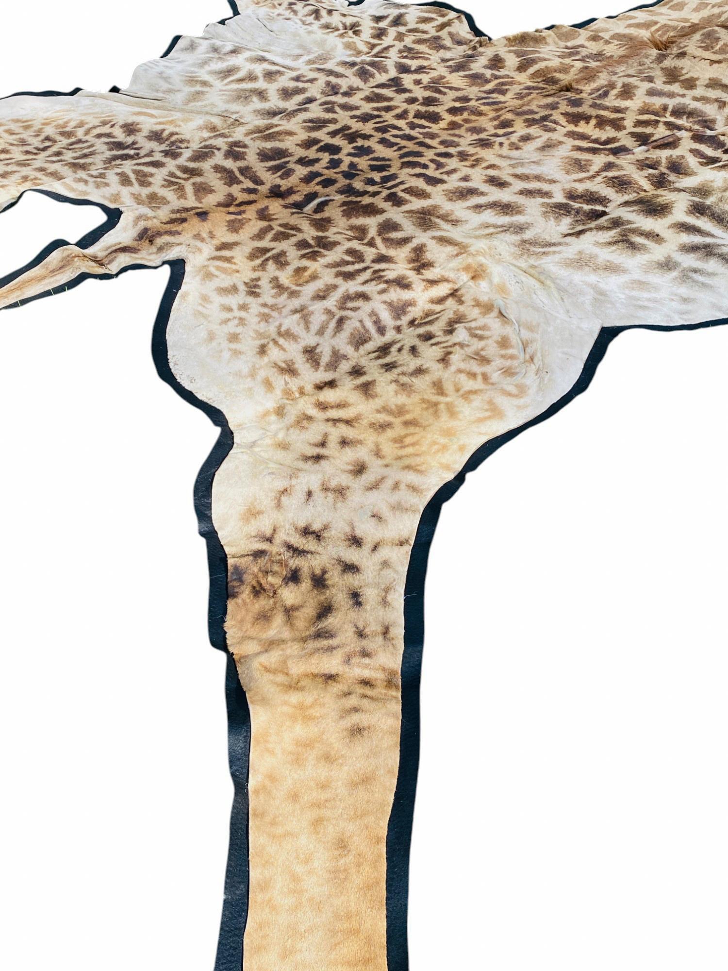 African Giraffe Hide Rug - Male With Black Felt Backing  Taxidermy Floor Decor For Sale 2